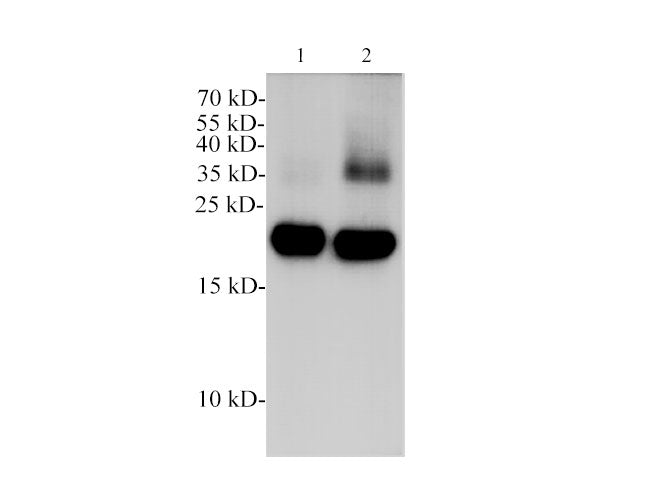 POMC Polyclonal Antibody Reactivity Mouse