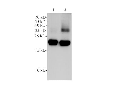 POMC Polyclonal Antibody Reactivity Mouse