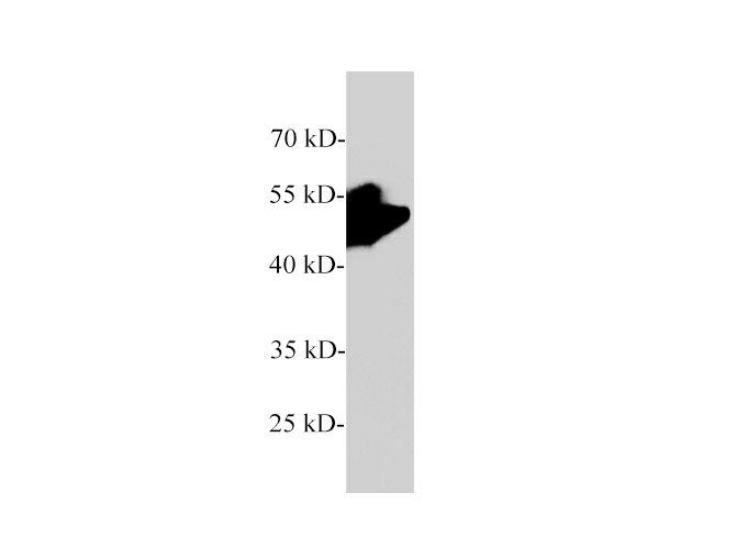 Pancreatic lipase/PTL Polyclonal Antibody