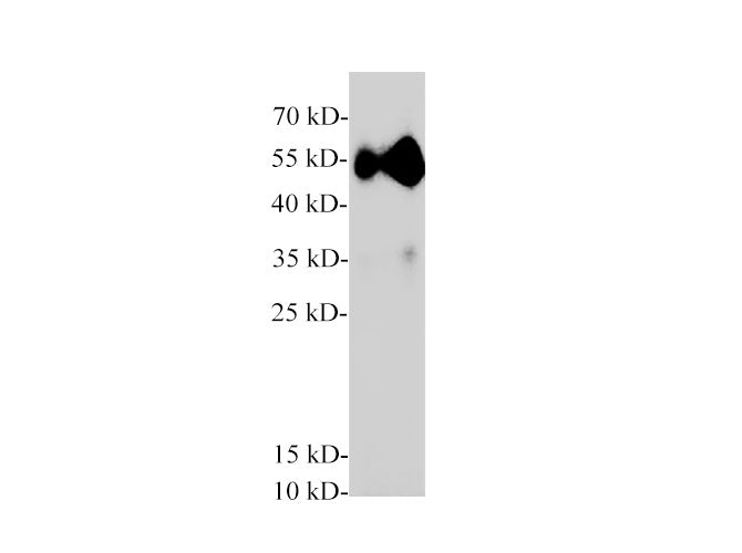 Pancreatic lipase/PTL Polyclonal Antibody
