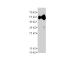 Pancreatic lipase/PTL Polyclonal Antibody