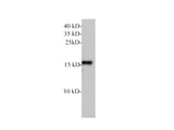 Lutropin subunit beta/LHB Polyclonal Antibody