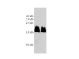 GTPase Kras Polyclonal Antibody