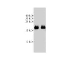 GTPase Kras Polyclonal Antibody