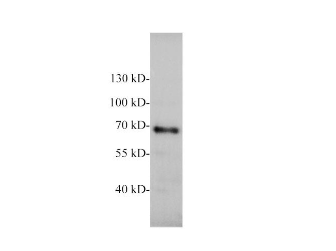 NEFL Polyclonal Antibody Reactivity Mouse