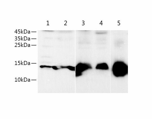 Fabp5 Polyclonal Antibody Reactivity Rat