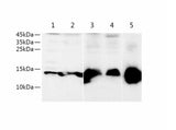 Fabp5 Polyclonal Antibody Reactivity Rat
