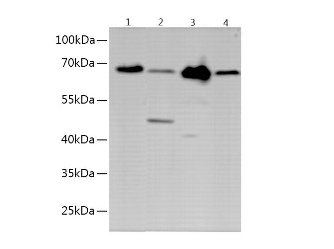 OCLN Polyclonal Antibody Reactivity Mouse
