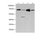 OCLN Polyclonal Antibody Reactivity Mouse