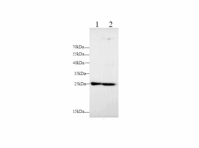 MMP-7 Polyclonal Antibody