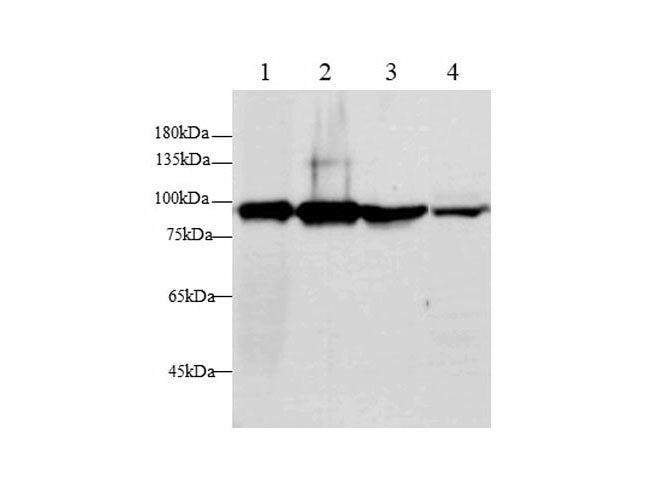 GS Polyclonal Antibody