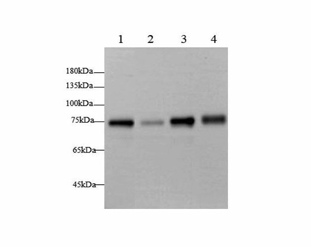 BAG3 Polyclonal Antibody Host Rabbit