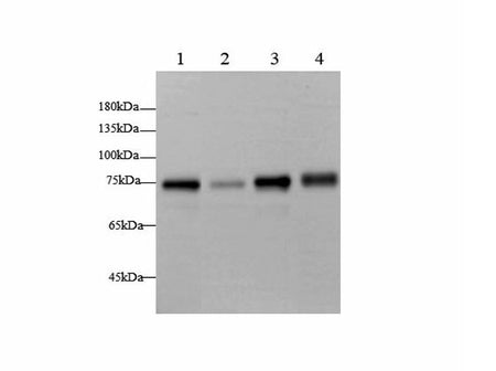 BAG3 Polyclonal Antibody Host Rabbit