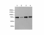 BAG3 Polyclonal Antibody Host Rabbit