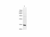INS Polyclonal Antibody Reactivity Mouse