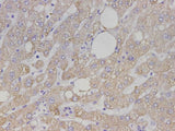 Maoa Polyclonal Antibody Reactivity Mouse
