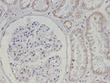Maoa Polyclonal Antibody Reactivity Mouse