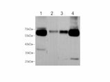 Maoa Polyclonal Antibody Reactivity Mouse