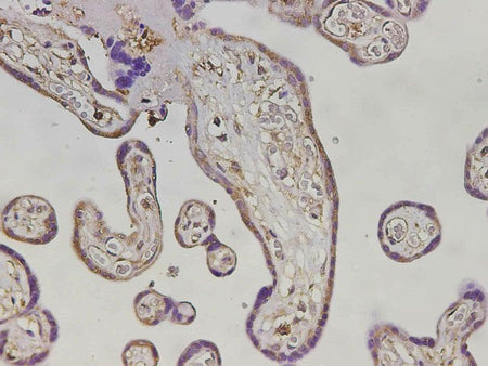 MHCG Polyclonal Antibody
