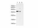 His-Tag Monoclonal Antibody Host Mouse