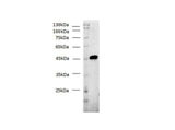 His-Tag Monoclonal Antibody Host Mouse