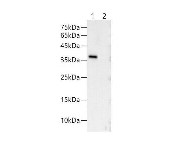 V5-Tag Monoclonal Antibody Reactivity All