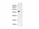 V5-Tag Monoclonal Antibody Reactivity All