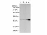 GST-Tag Monoclonal Antibody Reactivity All