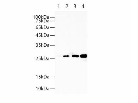 GST-Tag Monoclonal Antibody Host Rabbit