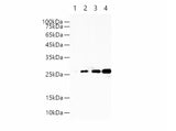 GST-Tag Monoclonal Antibody Host Rabbit