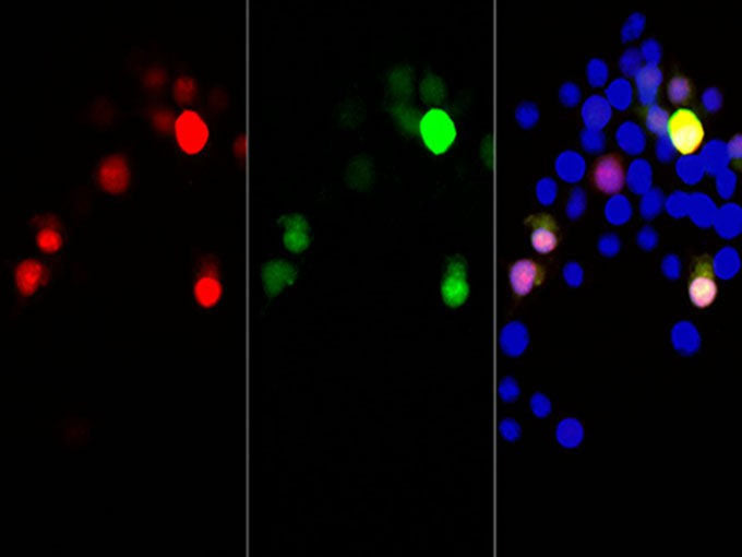 mCherry-Tag Monoclonal Antibody Host Mouse