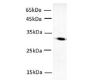 mCherry-Tag Monoclonal Antibody Host Mouse