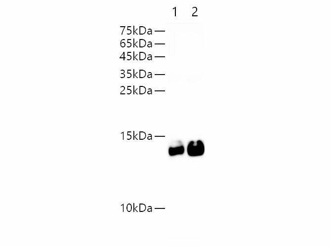Avi-Tag Monoclonal Antibody Host Mouse