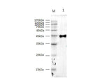 Strep-Tag II Monoclonal Antibody