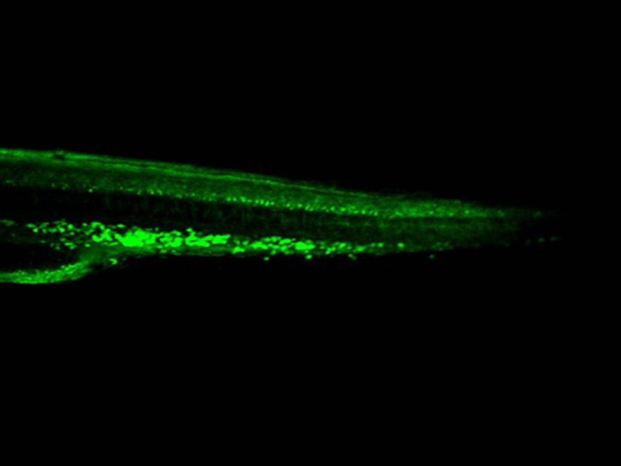 GFP Monoclonal Antibody Host Mouse