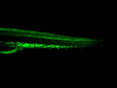 GFP Monoclonal Antibody Host Mouse