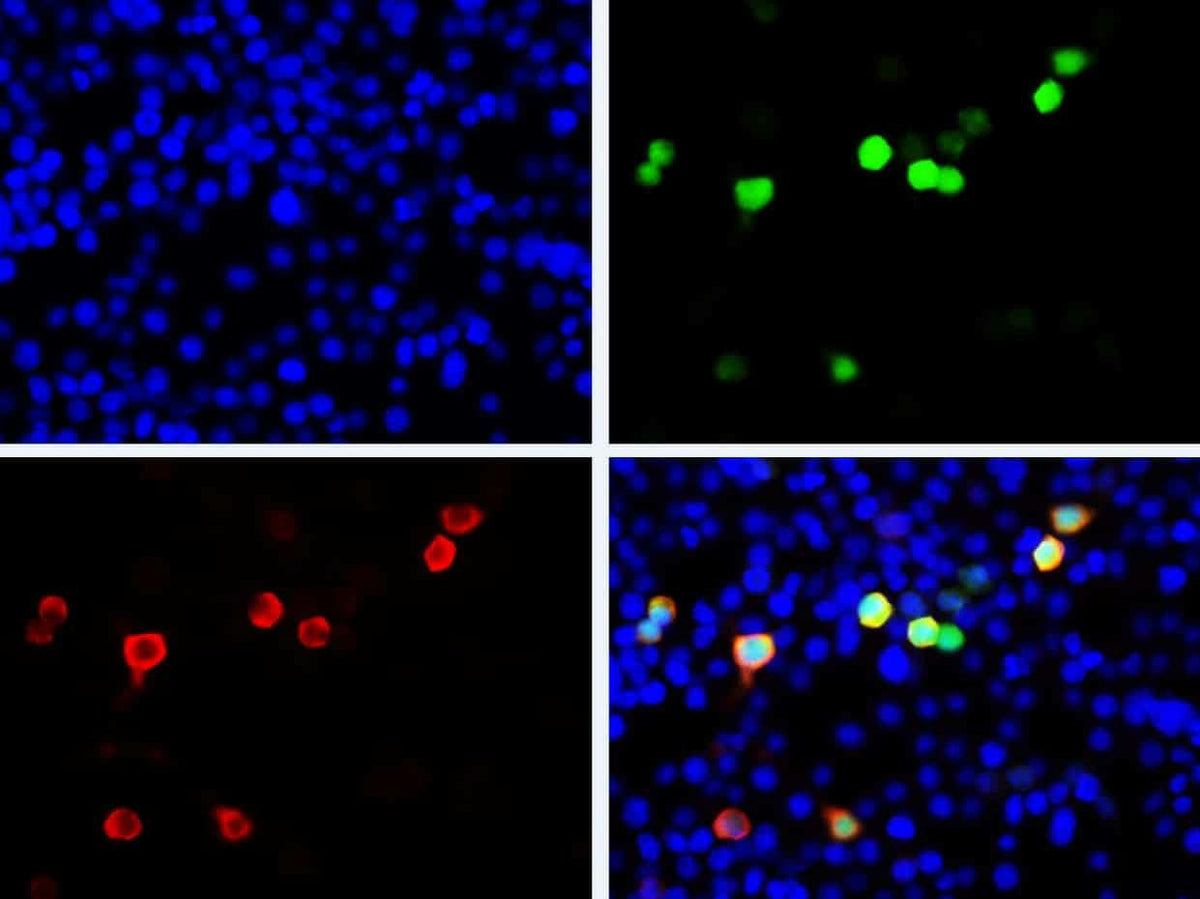 GFP Monoclonal Antibody Host Mouse