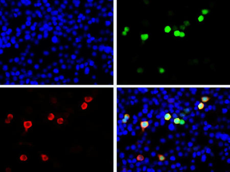 GFP Monoclonal Antibody Host Mouse