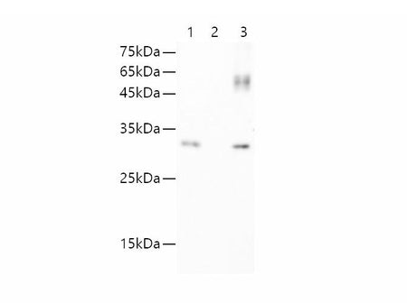 GFP Monoclonal Antibody Host Mouse