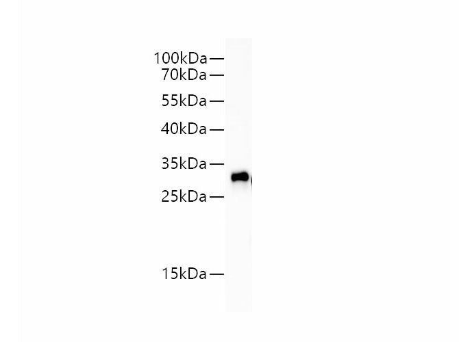 GFP Monoclonal Antibody Host Mouse