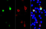 GFP-Tag Monoclonal Antibody