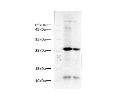 GFP-Tag Monoclonal Antibody
