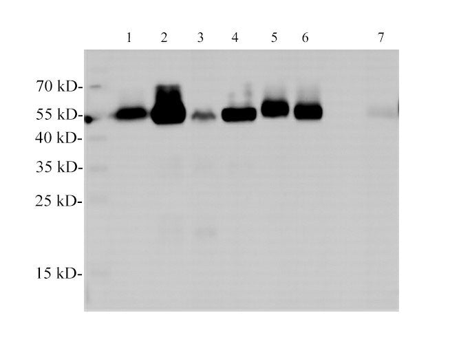 alpha Tubulin Monoclonal Antibody Host Mouse