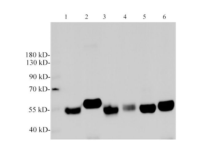alpha Tubulin Monoclonal Antibody Host Mouse