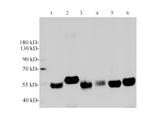 alpha Tubulin Monoclonal Antibody Host Mouse