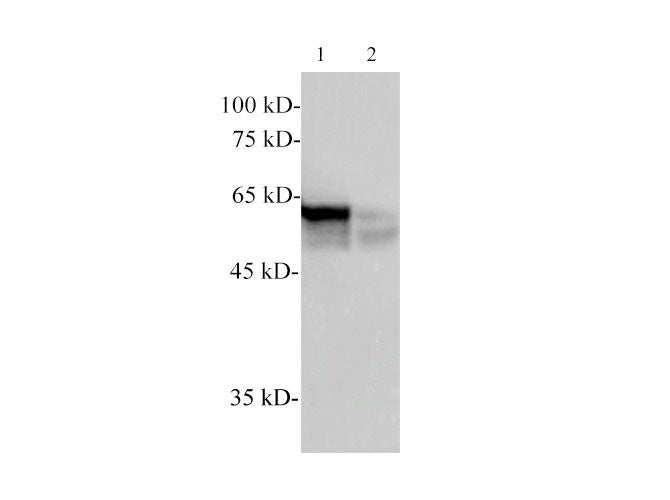 alpha Tubulin Monoclonal Antibody Host Mouse