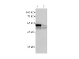 alpha Tubulin Monoclonal Antibody Host Mouse