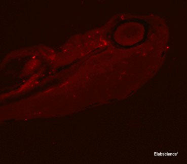 PCNA Monoclonal Antibody Reactivity Zebrafish