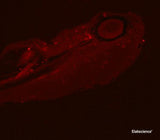PCNA Monoclonal Antibody Reactivity Zebrafish