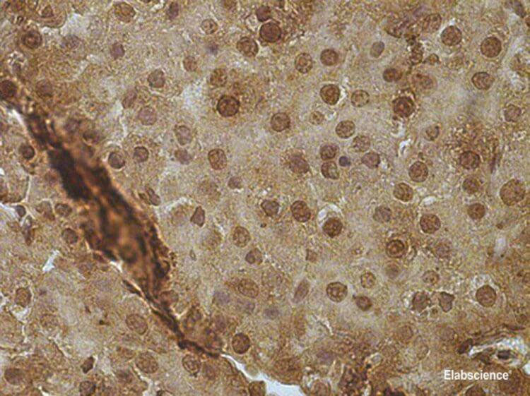 PCNA Monoclonal Antibody Reactivity Zebrafish